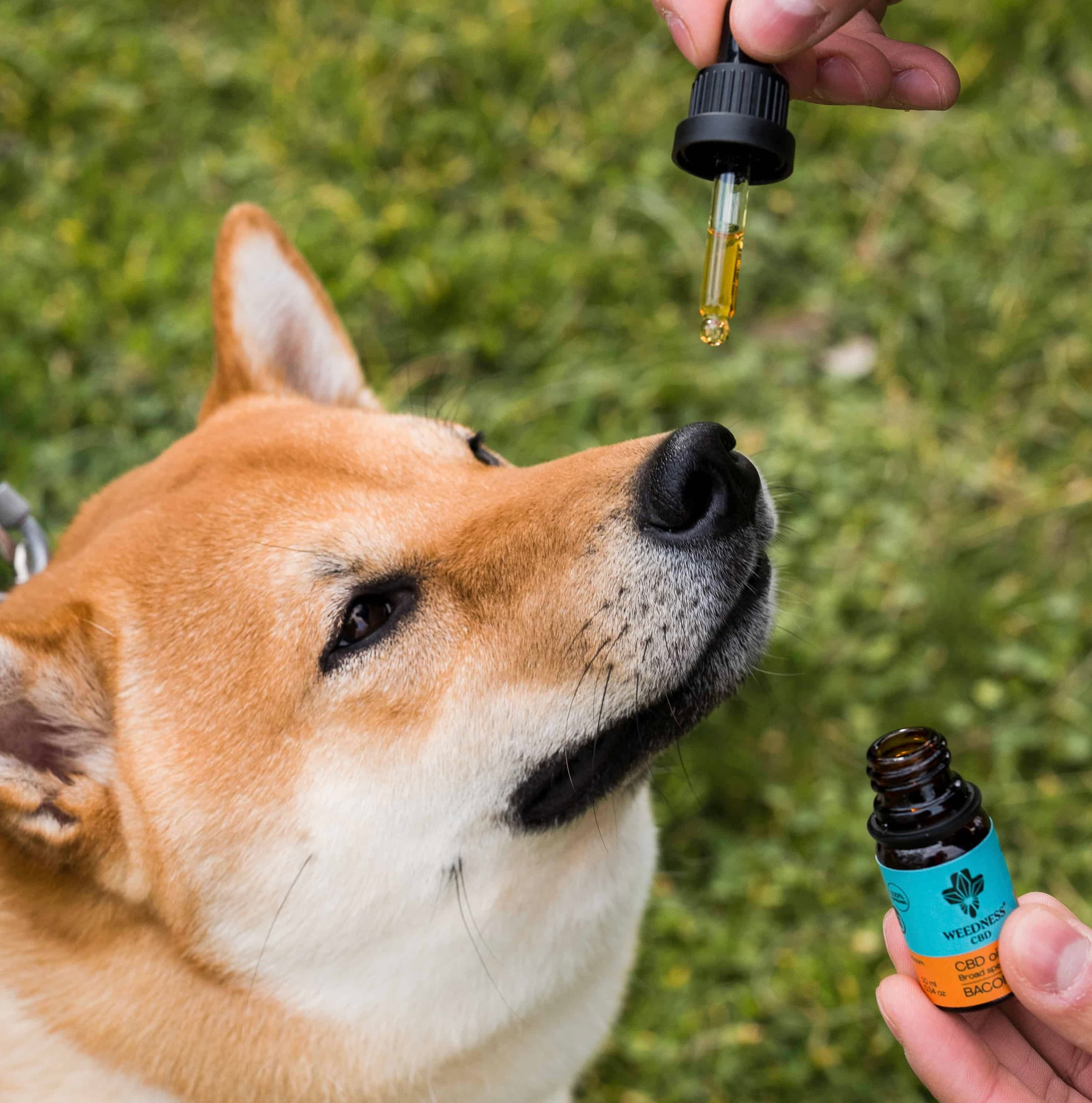 Buy CBD Oil for Big Dogs