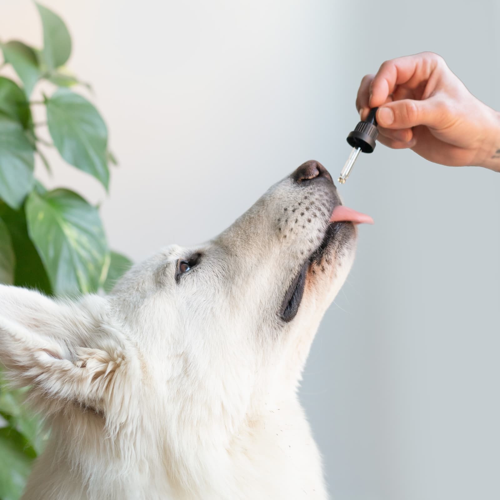 CBD-Öl 7% für große Hunde | Speck 10ml